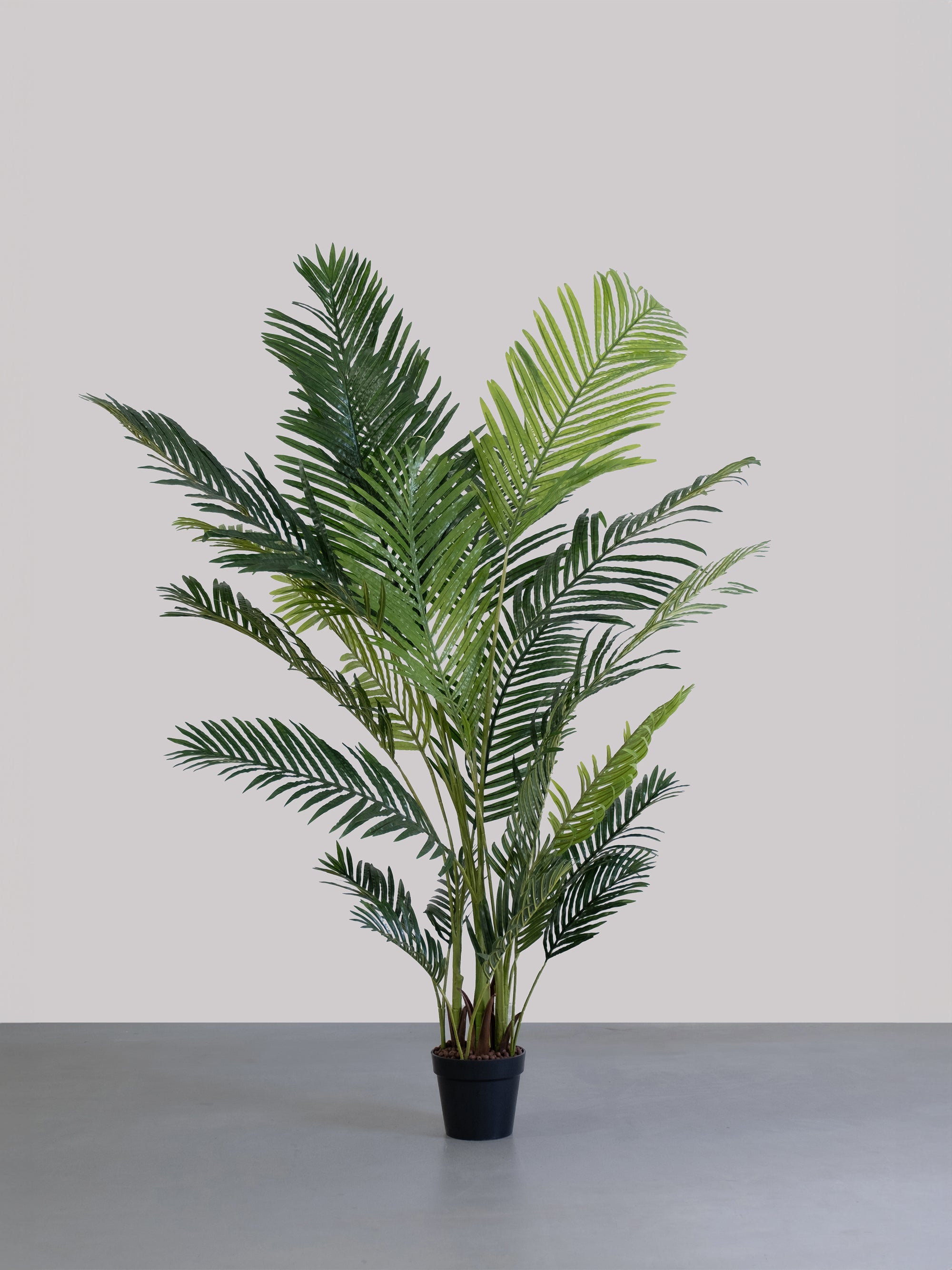 004 PLNT ARECA PALM (XL SIZE)