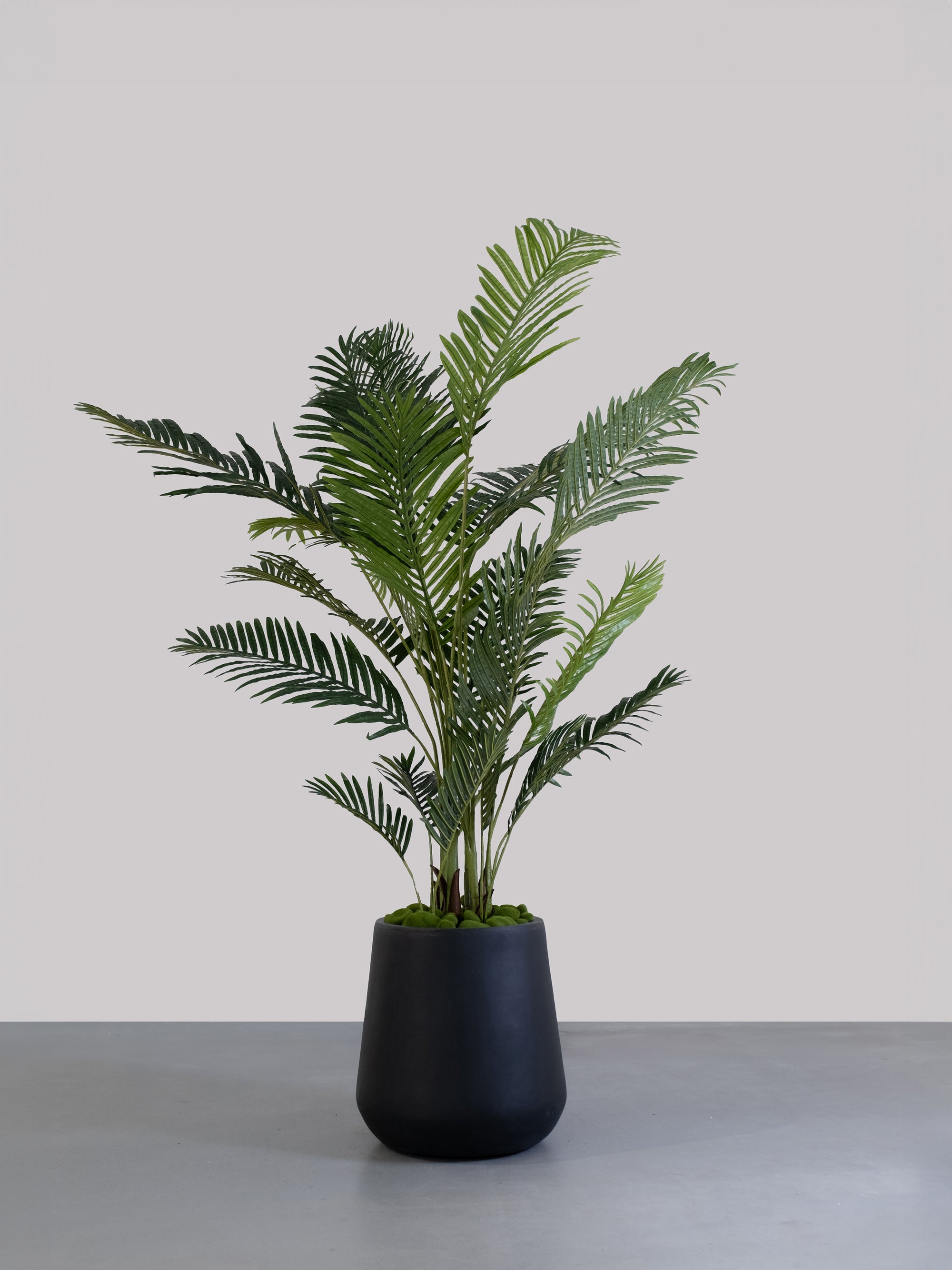 004 PLNT ARECA PALM (XL SIZE)